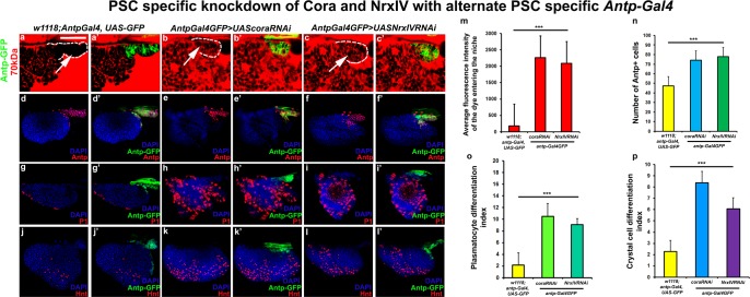 Figure 2—figure supplement 4.