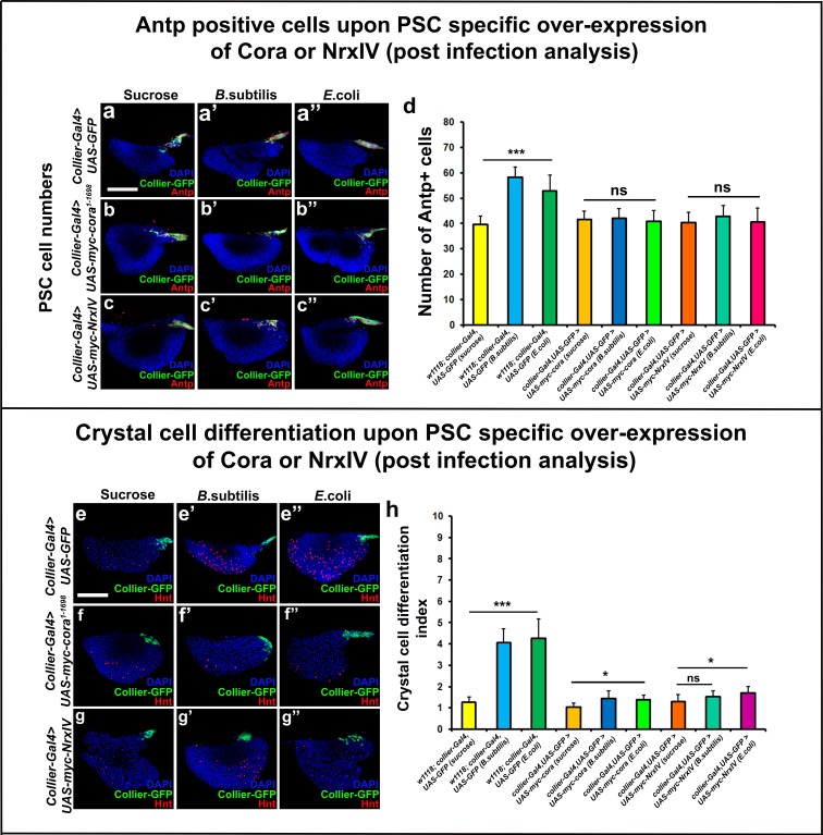 Figure 5—figure supplement 1.