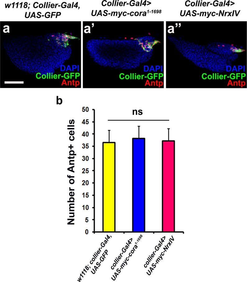 Figure 3—figure supplement 1.