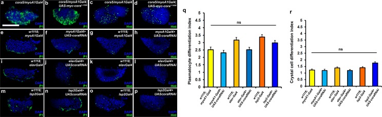 Figure 2—figure supplement 2.