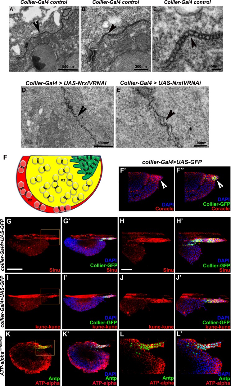 Figure 1—figure supplement 2.