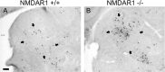 Figure 10.