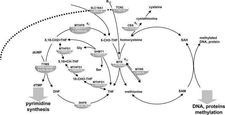 Fig 1