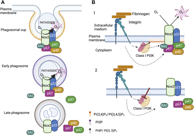 FIGURE 2