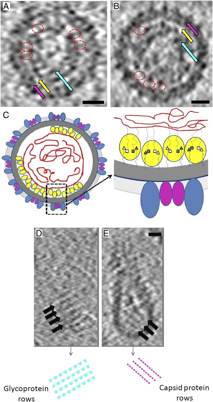 Fig. 3.