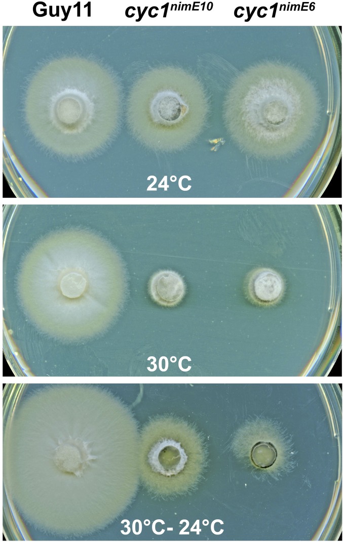 Fig. S3.