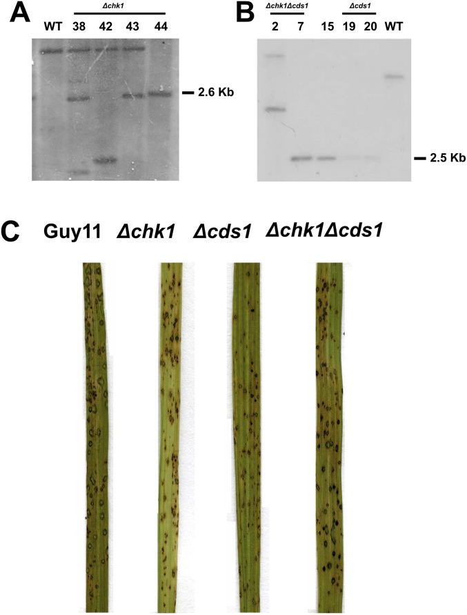 Fig. S4.