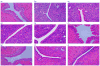 Fig. 8