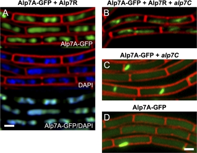 Fig 6