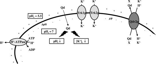 FIG. 6.