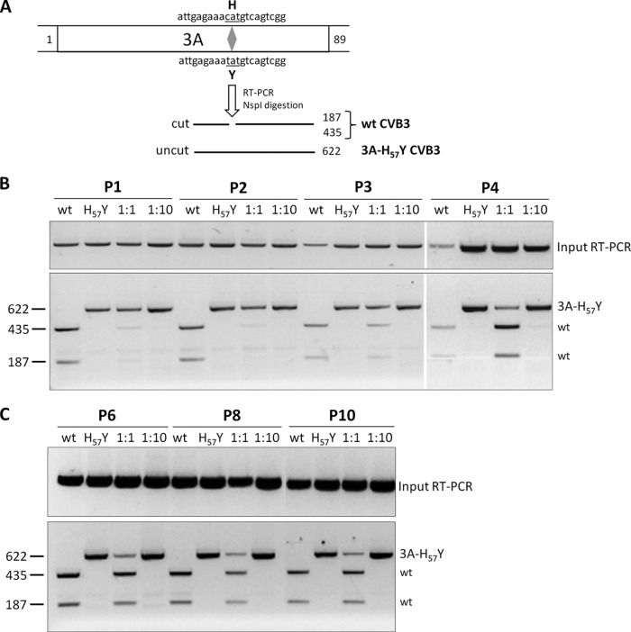 FIG 1