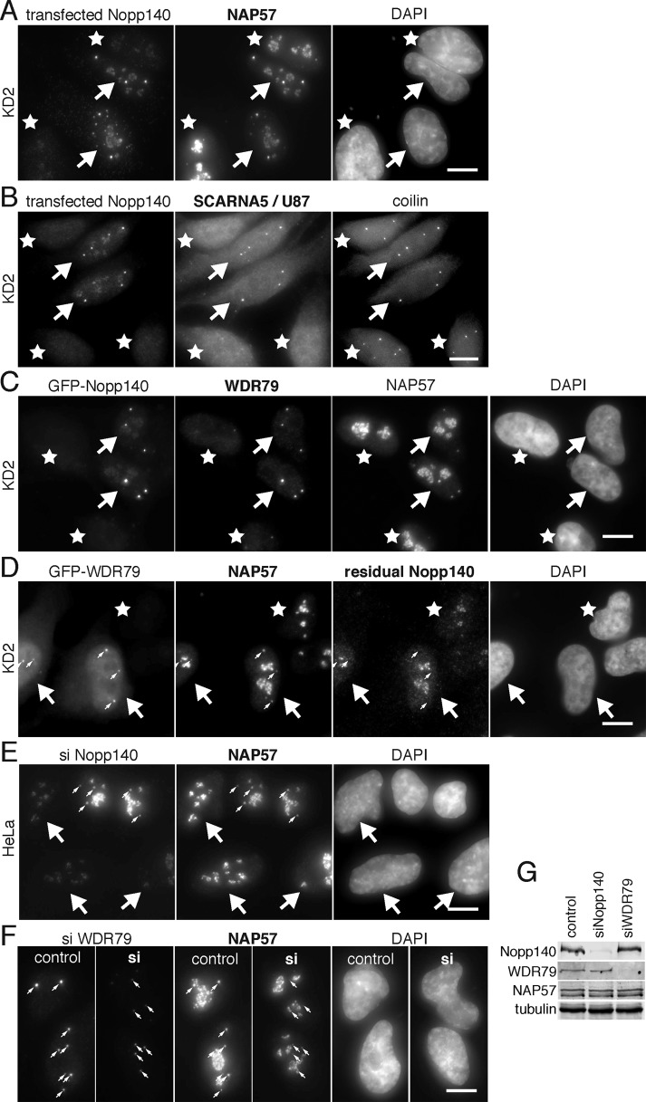 FIGURE 4: