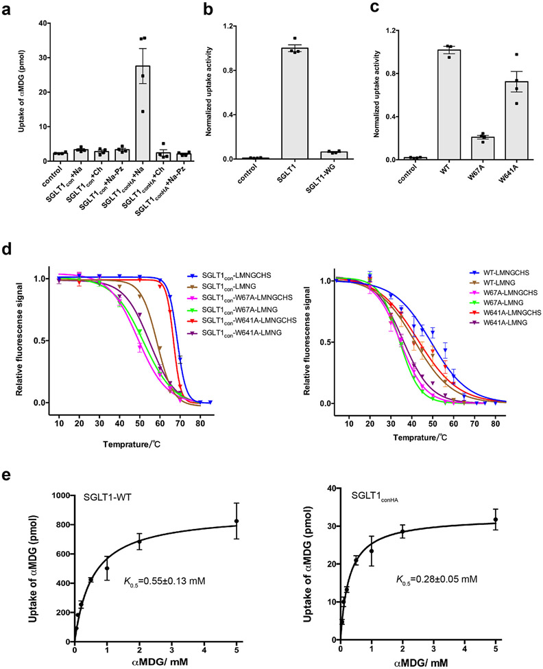 Structure and mechanism of the SGLT family of glucose transporters - PMC