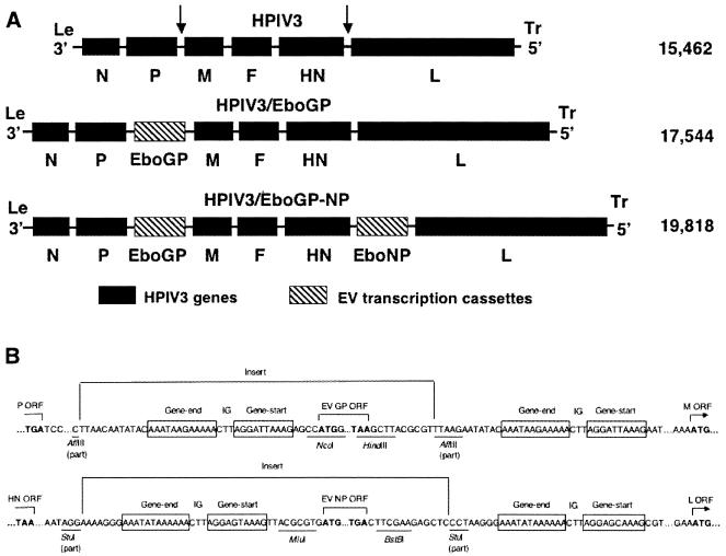 FIG. 1.