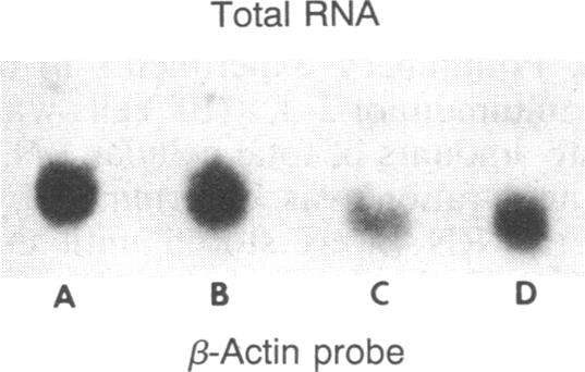 graphic file with name pnas00249-0387-f.jpg