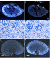 FIG. 2.