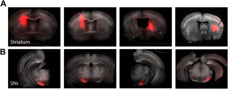 Figure 7—figure supplement 1.