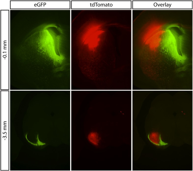 Figure 7—figure supplement 2.