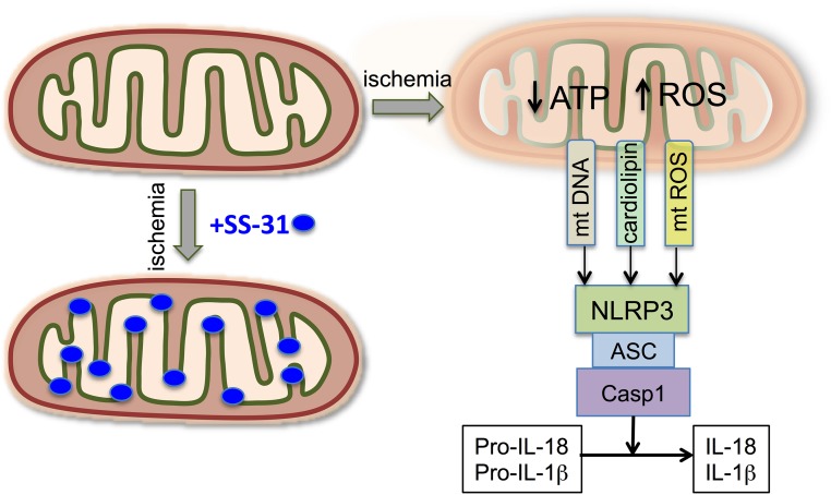 Figure 11.