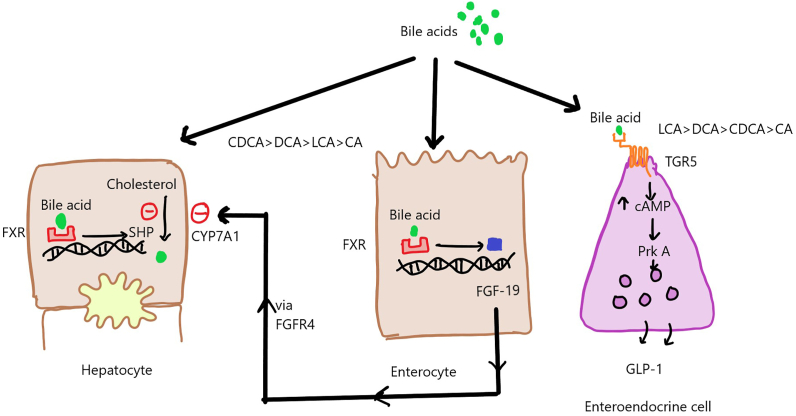 Figure 2