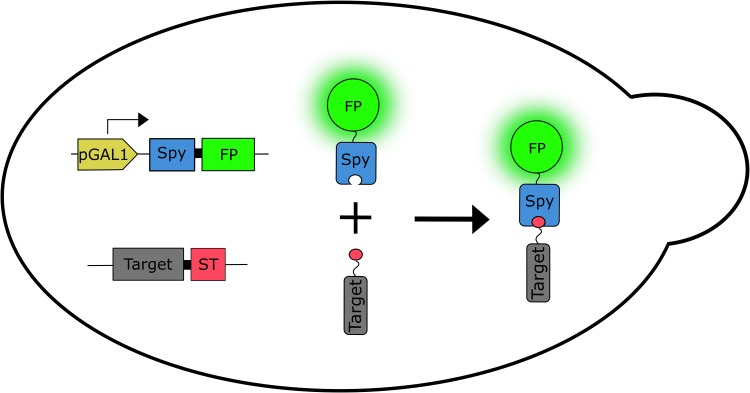 Fig. 1