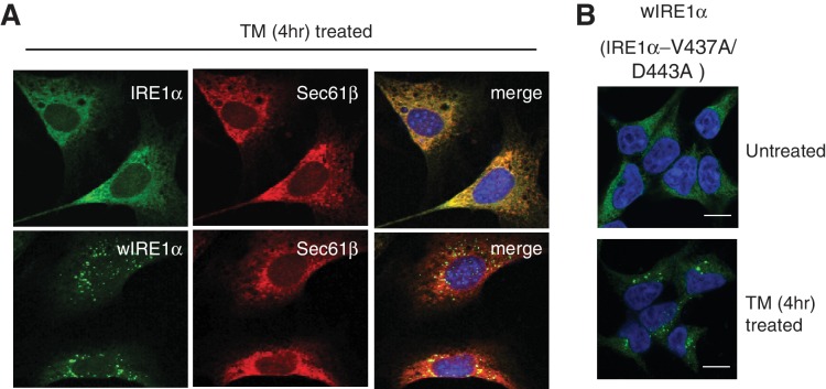 Figure 3—figure supplement 2.