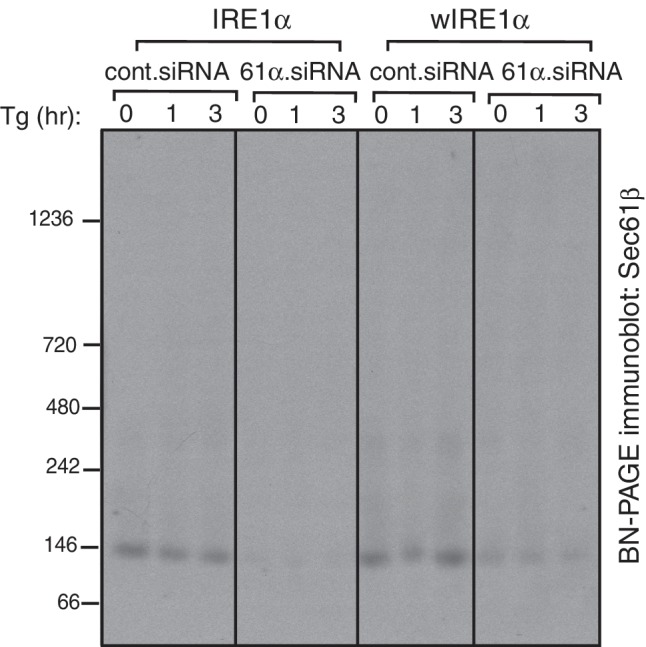 Figure 1—figure supplement 3.