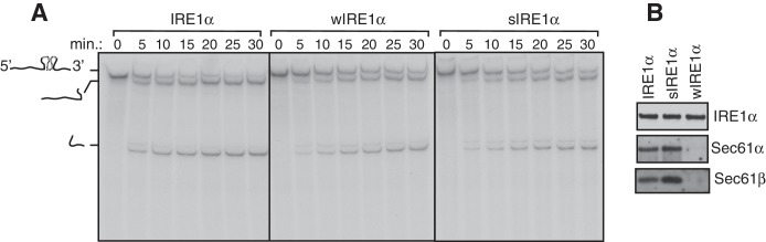 Figure 2—figure supplement 1.