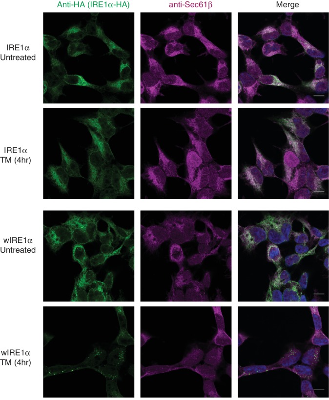 Figure 3—figure supplement 1.