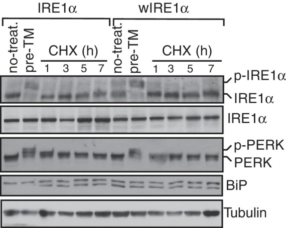 Figure 5—figure supplement 2.