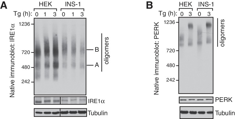 Figure 1—figure supplement 2.