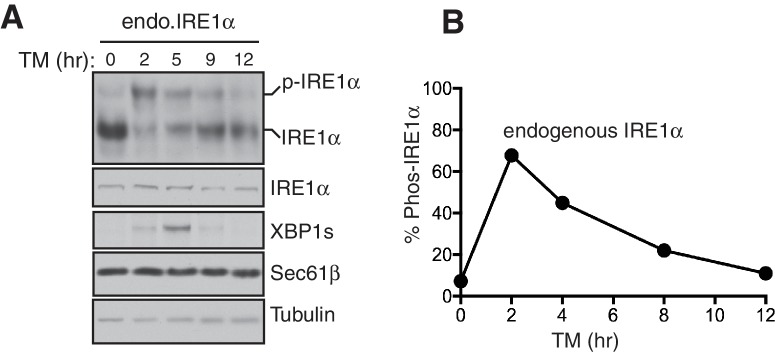 Figure 5—figure supplement 1.