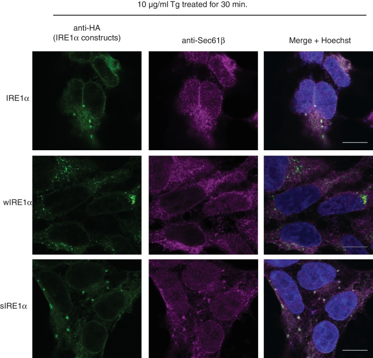 Figure 6—figure supplement 2.