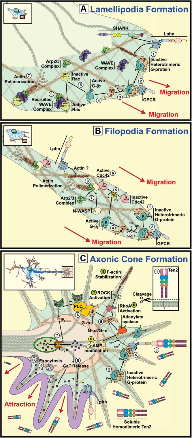 FIGURE 2