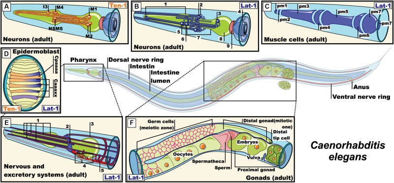 FIGURE 4