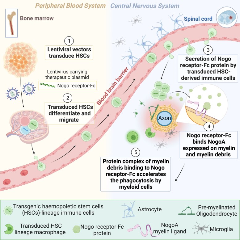 Graphical Abstract