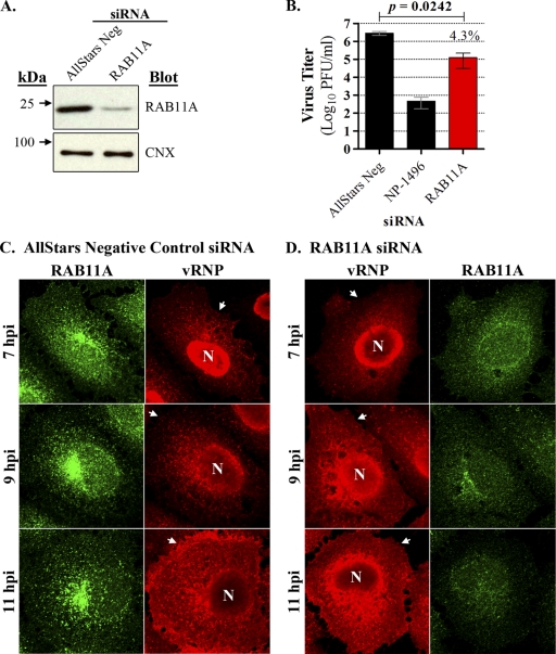 RAB11A Is Essential for Transport of the Influenza Virus Genome to the ...