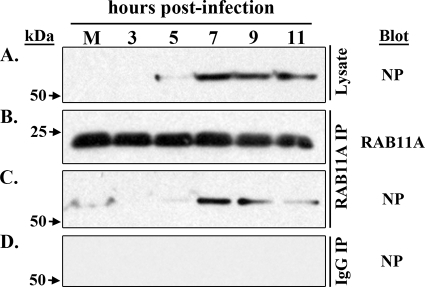 RAB11A Is Essential for Transport of the Influenza Virus Genome to the ...