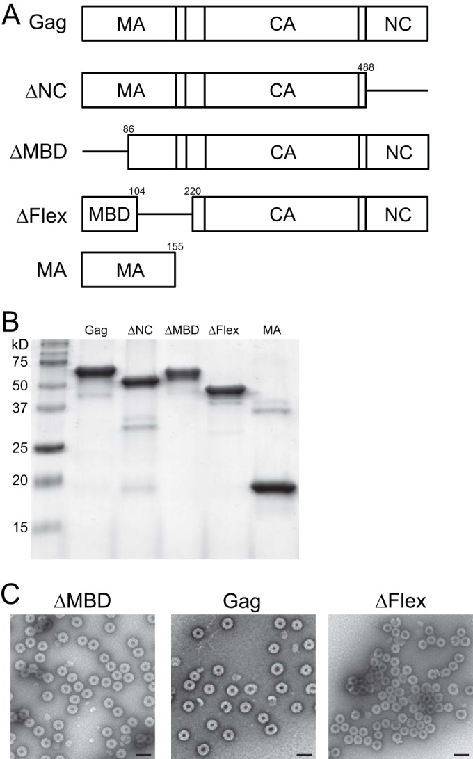 FIG 1