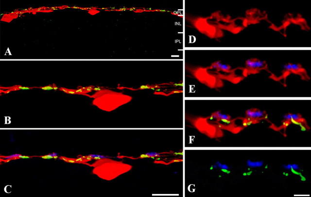 Figure 11.