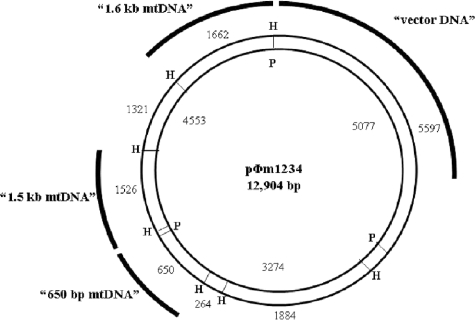 FIG. 1.