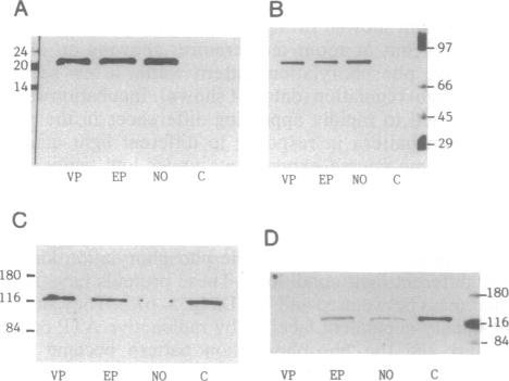 graphic file with name pnas01133-0439-a.jpg