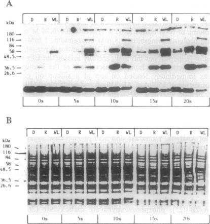 graphic file with name pnas01133-0440-a.jpg