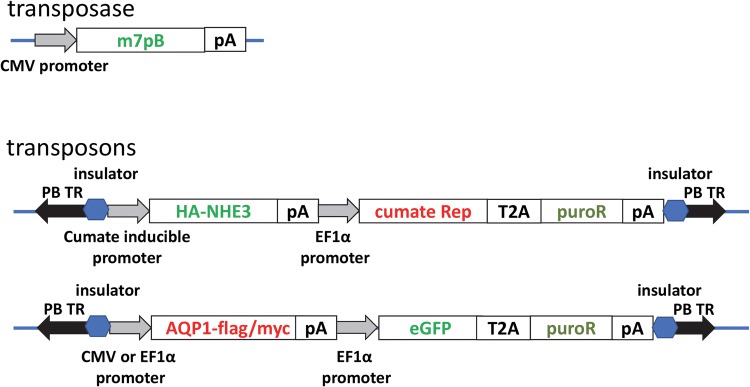 Figure 1