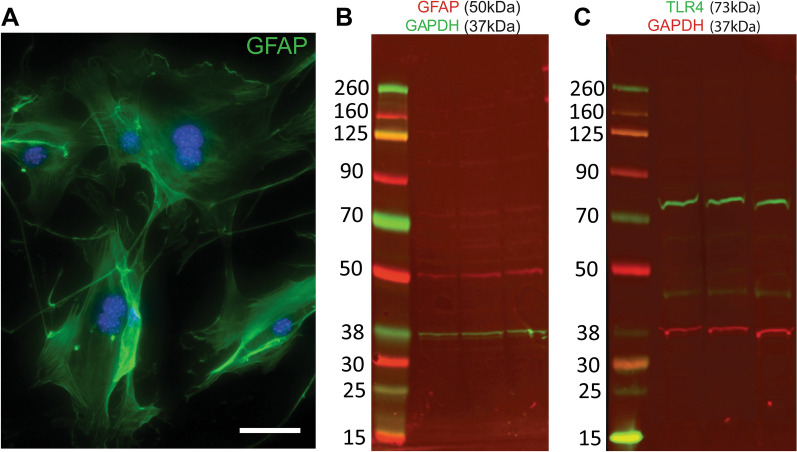 Fig. 9