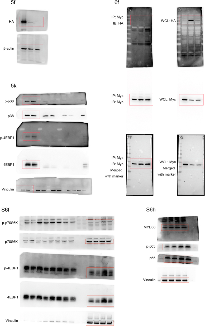 Full Western Blots