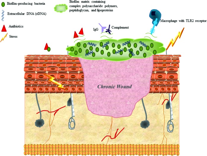 Figure 2.