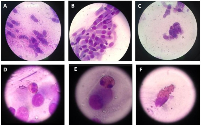 Fig. 3