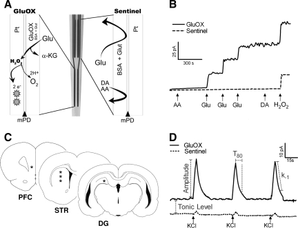 FIG. 1.