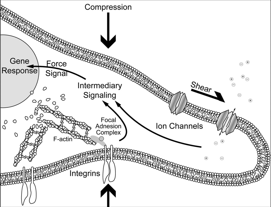 Fig 7